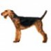 small-airedale-terrier